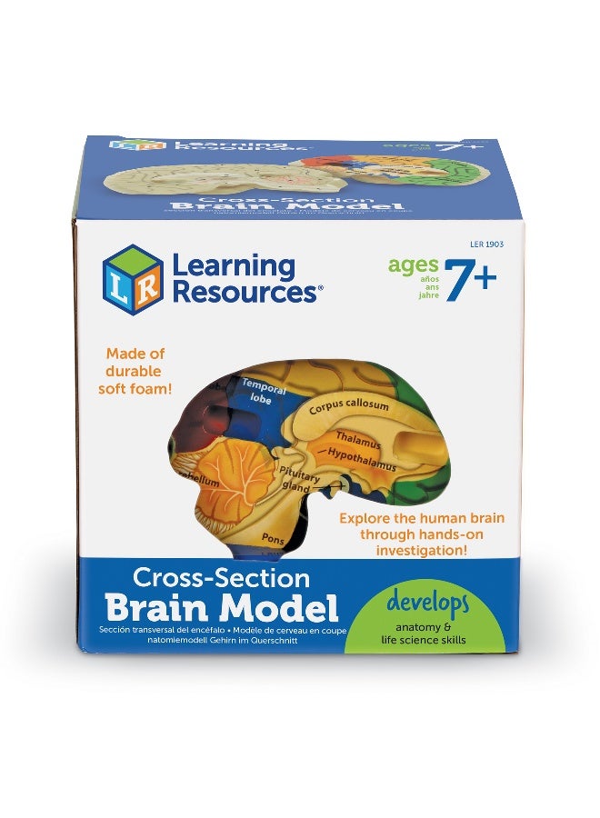 ليرننج ريسورسز نموذج مقطعي لدماغ الإنسان من Learning Resources، لعبة تعليمية تشريحية من الإسفنج الناعم مقاس 13 سم، مفصلة بشكل واقعي مع جوانب مُسمّاة وجوانب للتقييم الذاتي، تتضمن دليل أنشطة، لعبة علمية تعليمية للأعمار من 7 سنوات فما فوق - Image 5