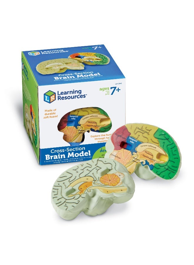 ليرننج ريسورسز نموذج مقطعي لدماغ الإنسان من Learning Resources، لعبة تعليمية تشريحية من الإسفنج الناعم مقاس 13 سم، مفصلة بشكل واقعي مع جوانب مُسمّاة وجوانب للتقييم الذاتي، تتضمن دليل أنشطة، لعبة علمية تعليمية للأعمار من 7 سنوات فما فوق - Image 1