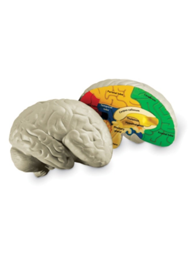 ليرننج ريسورسز نموذج مقطعي لدماغ الإنسان من Learning Resources، لعبة تعليمية تشريحية من الإسفنج الناعم مقاس 13 سم، مفصلة بشكل واقعي مع جوانب مُسمّاة وجوانب للتقييم الذاتي، تتضمن دليل أنشطة، لعبة علمية تعليمية للأعمار من 7 سنوات فما فوق - Image 2