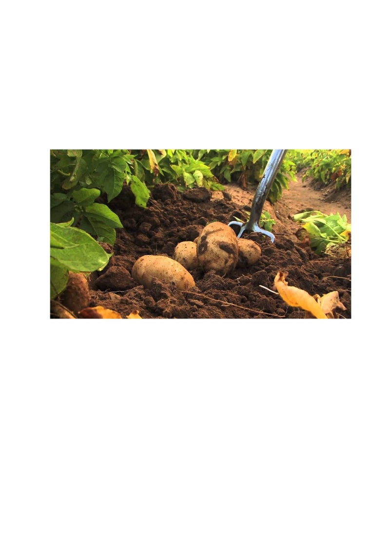 SUCCESS Organic Fertilizer Pellet Form MOCCAE Approved 25 kgs No.1 Choice of Organic Growers  - Image 3