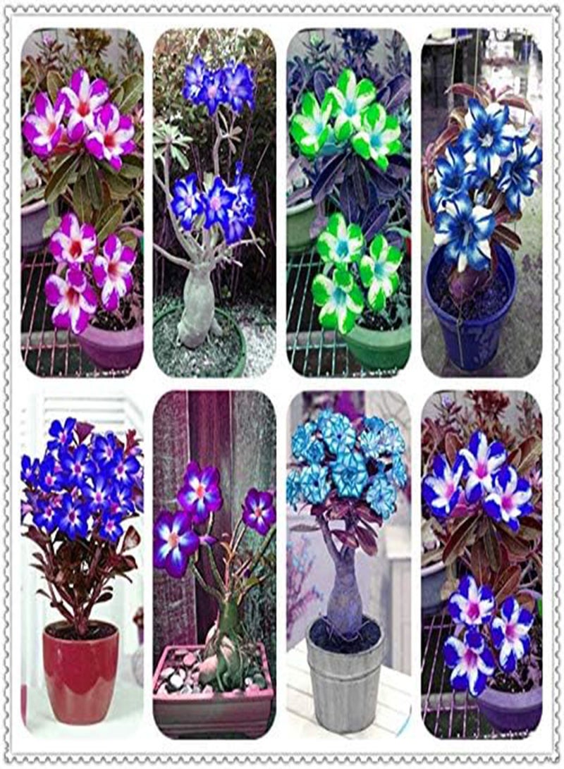 جي جوت بذور زهرة وردة الصحراء الجديدة من نوع أدينيوم أوبيسوم، قطعتان، للزراعة، لونها بنفسجي أبيض - Image 2