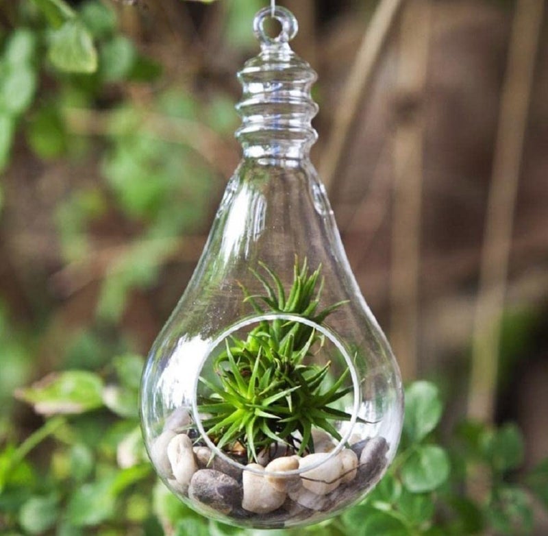 SAJANI Sajani Clear Glass Wall Hanging Flower Vase PlanterBulb DIY Air Succulent PlanterClear Tea Light Votive Candle HolderWedding Event Office Home Outdoor Decor Pack of 1  - Image 4