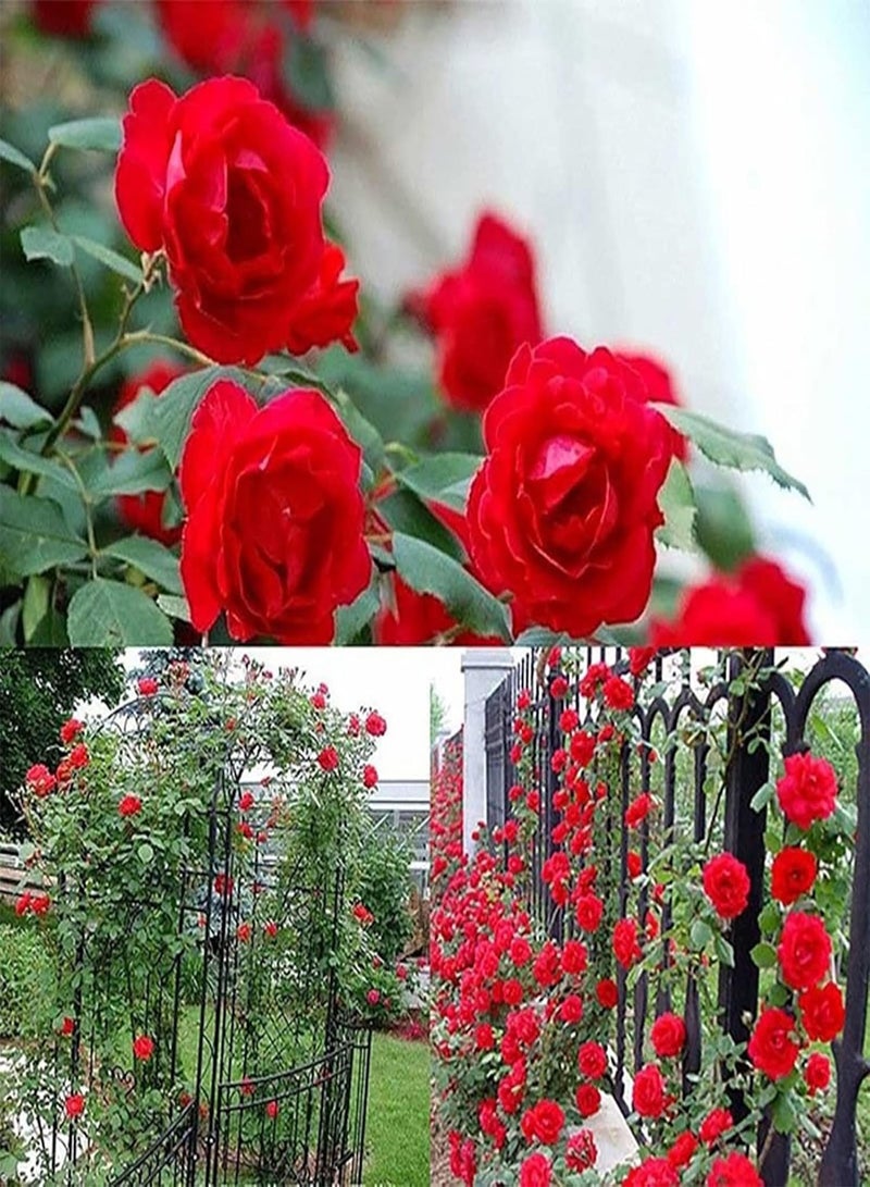 GGOOT 100Pcs Climbing Rose Seeds Growing Kit | Home Gardening Floral Plants Seedlings Red Rose Seeds - Image 2