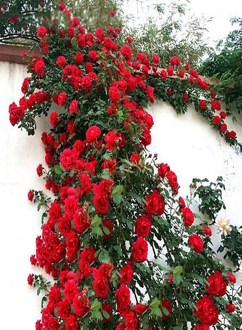 GGOOT 100Pcs Climbing Rose Seeds Growing Kit | Home Gardening Floral Plants Seedlings Red Rose Seeds - Image 1