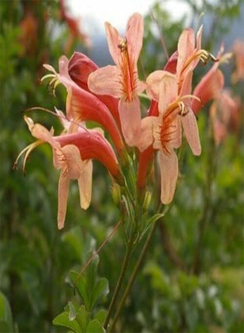 GGOOT Rare 4 graines de BIGNONE DU Cap Saumon (Tecoma Capensis ) H252 seeds