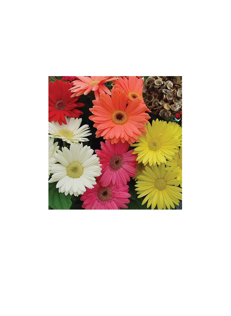 ماركة غير محددة 100 قطع بذور gerbera رائعة ملونة رشيقة بذور gerbera زهرة لحديقة بذور مارغريت للمنزل  - Image 3