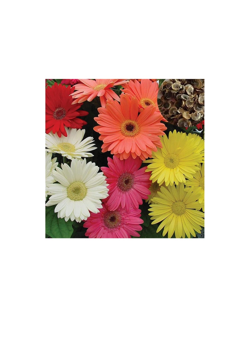 ماركة غير محددة 100 قطع بذور gerbera رائعة ملونة رشيقة بذور gerbera زهرة لحديقة بذور مارغريت للمنزل  - Image 1