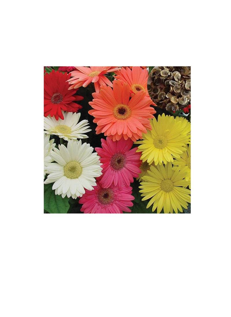ماركة غير محددة 100 قطع بذور gerbera رائعة ملونة رشيقة بذور gerbera زهرة لحديقة بذور مارغريت للمنزل  - Image 2