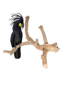 CHEWY BEAK Parrot tree branch perch made of solid java wood for macaw parrots and big birds  - Image 1