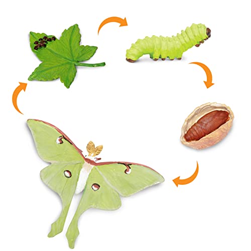 Safari Ltd Life Cycle of a Luna Moth Realistic Educational Toy Figurines Miniature Insect Lifecycle Collection for Boys Girls Kids Age 4 - Image 5