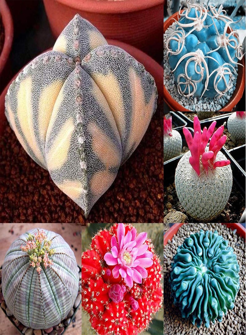 GGOOT 100Pcs Succulent Plants Cactus Seeds Home Office Balcony Bonsai Ornament Decor - 3# Succulent Plant Seeds - Image 3