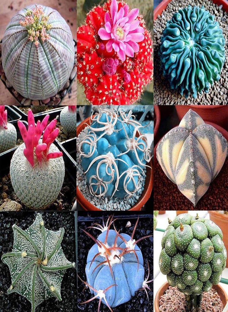 GGOOT 100Pcs Succulent Plants Cactus Seeds Home Office Balcony Bonsai Ornament Decor - 3# Succulent Plant Seeds - Image 2