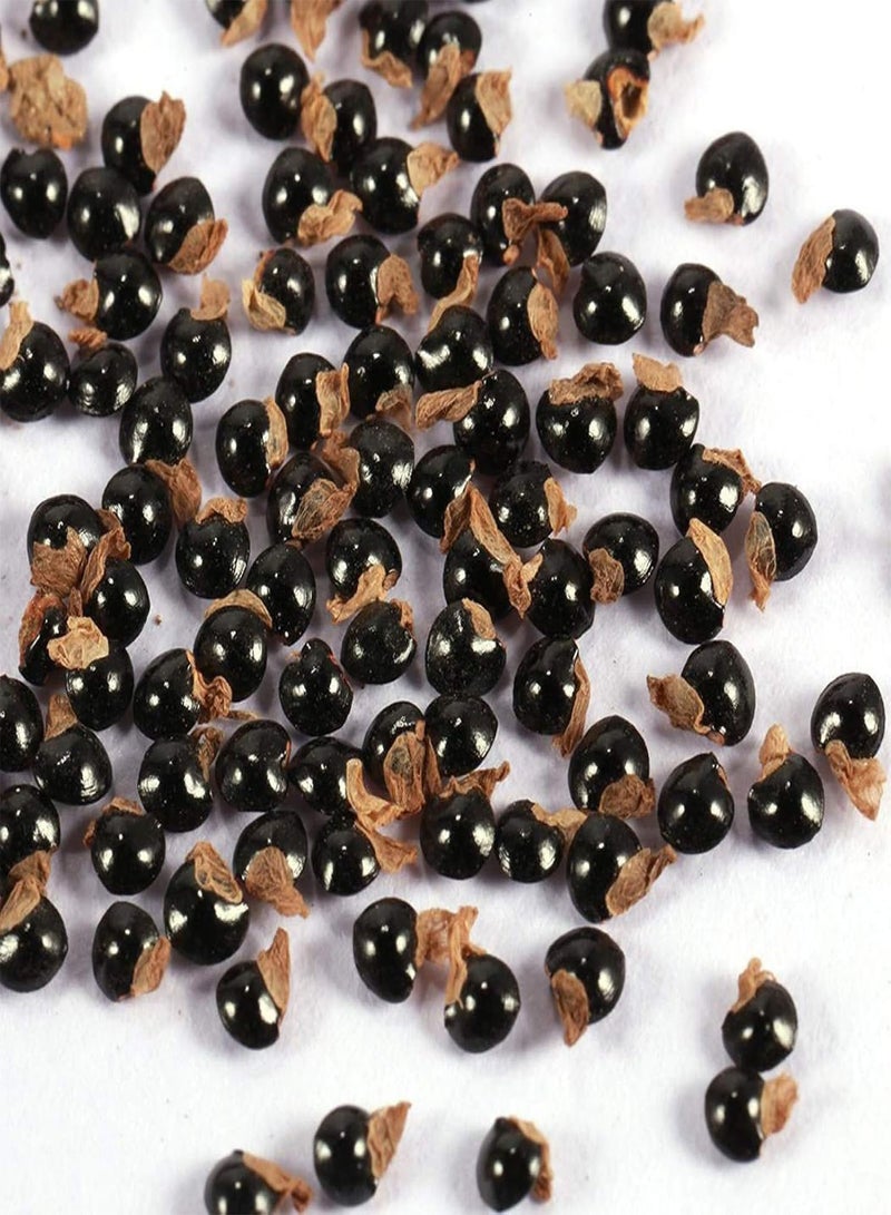 GGOOT 100Pcs Succulent Plants Cactus Seeds Home Office Balcony Bonsai Ornament Decor - 3# Succulent Plant Seeds - Image 4