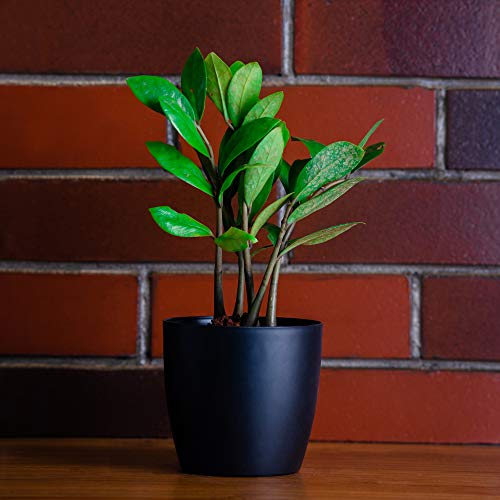garbnoire Gardening Flower Pots - 5 Inch Plastic Flower Pots | Modern Decorative Indoor Outdoor Planters/Pots - Pack of (3, Black) - Image 1