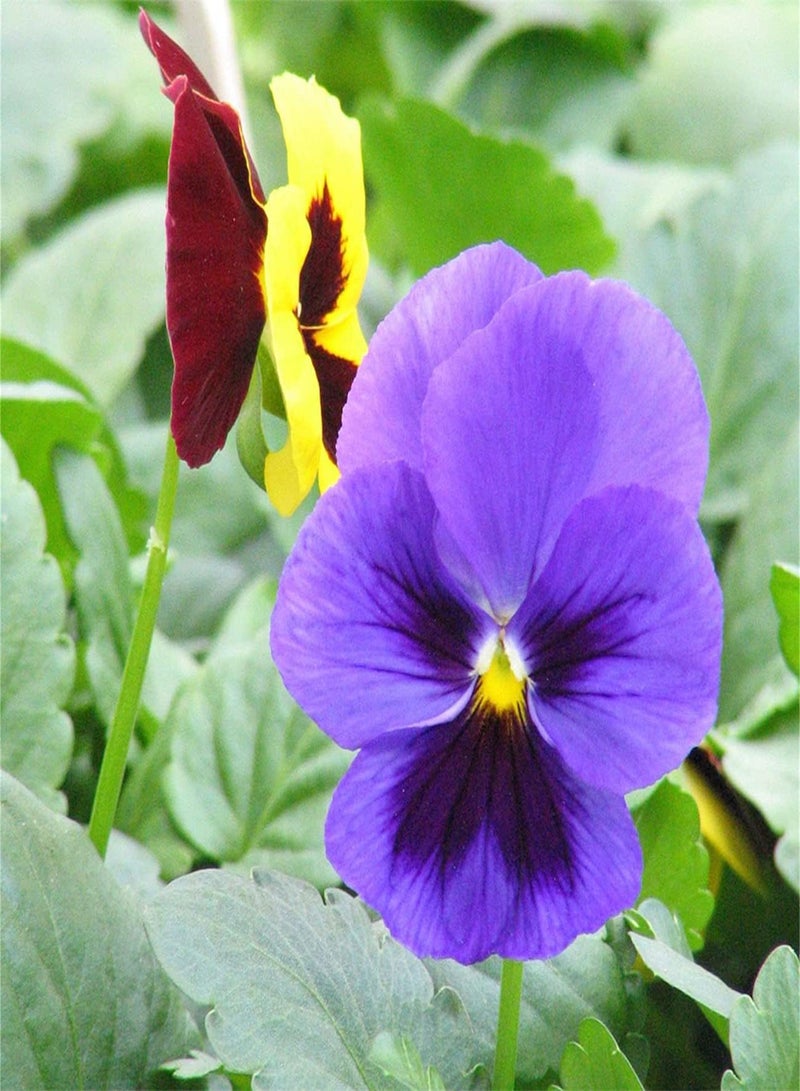 GGOOT Pansy Seeds UK/Can Be Preserved/Garden Gift Kit/Enjoy Fun of Planting/Perennial Herb/Potted Garden Plants-100 pcs - Image 1