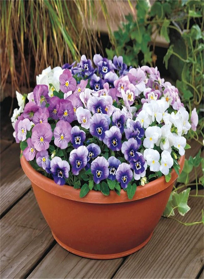 GGOOT Pansy Seeds UK/Can Be Preserved/Garden Gift Kit/Enjoy Fun of Planting/Perennial Herb/Potted Garden Plants-100 pcs - Image 2