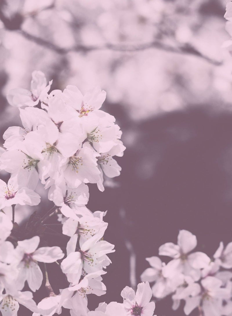 KUNDAL Pure Body Lotion 500ml - Cherry Blossom - Image 2