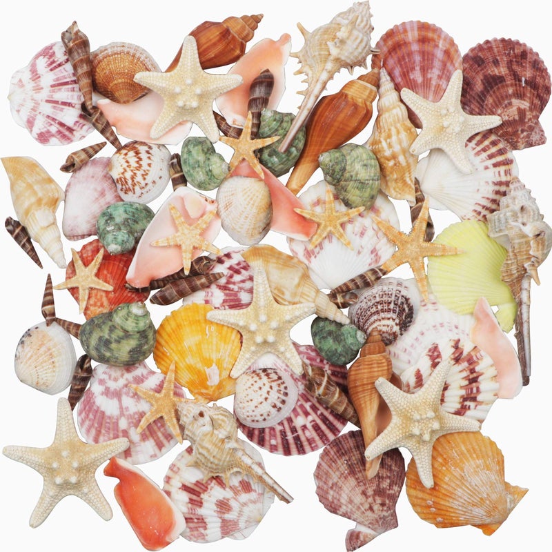 Sea Shells Mixed Beach Seashells 9 Kinds 1235 Various Sizes Natural Seashells and 2 Kinds of Natural Starfish for Beach Themed Party DIY Crafts Fishtank Vase Fillers Home Wedding Decorations