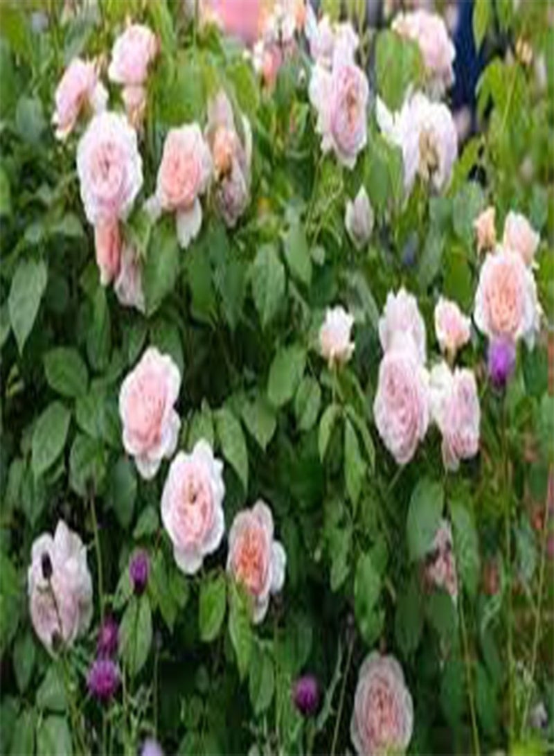 GGOOT seeds Fresh 10 Pcs Climbing Rose Flower seeds for Planting Dark Pink