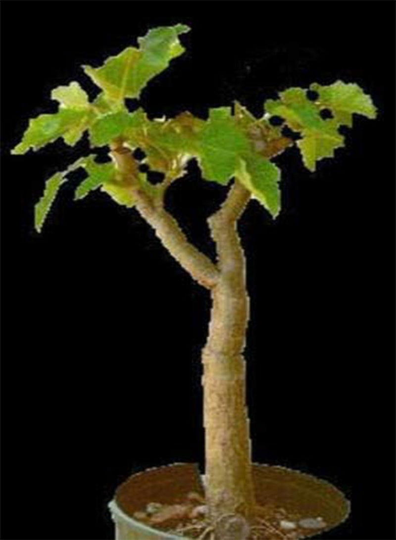 Home & Garden _ Jatropha curcas biodisel Green Fuel Rare Succulent Plant semi Seed 100 Seeds by Buch4Land