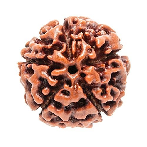 Petrichor Original Nepali Five Faced / 5 Mukhi Rudraksha Bead (Colour: Brown, Shape: Round) with Certificate - Image 1