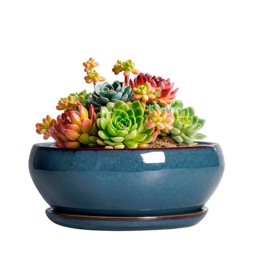 SQOWL Succulent Pots - 6 Inch Ceramic Bonsai Pots, Shallow Planter with Drainage Hole and Saucer, Modern Round Planter for Indoor Plants Outdoor, Flower Cactus Pot, Home Decor, Plant Lover Gift, Blue - Image 1