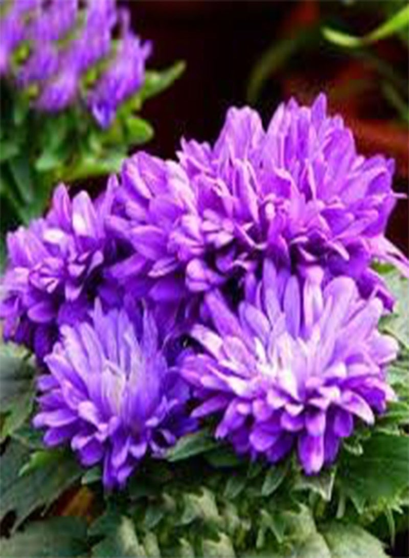 GGOOT seeds Fresh 100pcs China Aster Flower seeds for Planting Purple