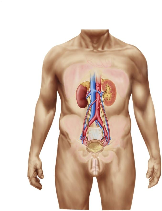 Posterazzi Anatomy of male urinary system Poster Print, (12 x 15)