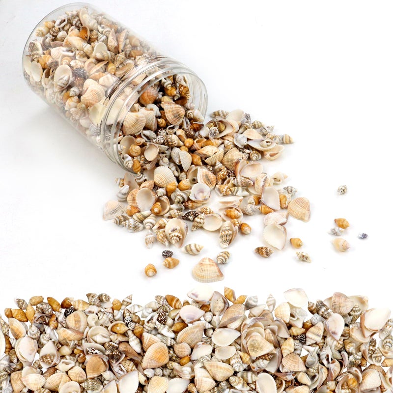 Weoxpr 1500 Pcs Small Shells For CraftsSmall Sea Shells For CraftingMini Seashells Bulk for DecoratingAssorted Tiny Seashells For ResinHome Decorations Beach Theme Party Candle Making Wedding Decor