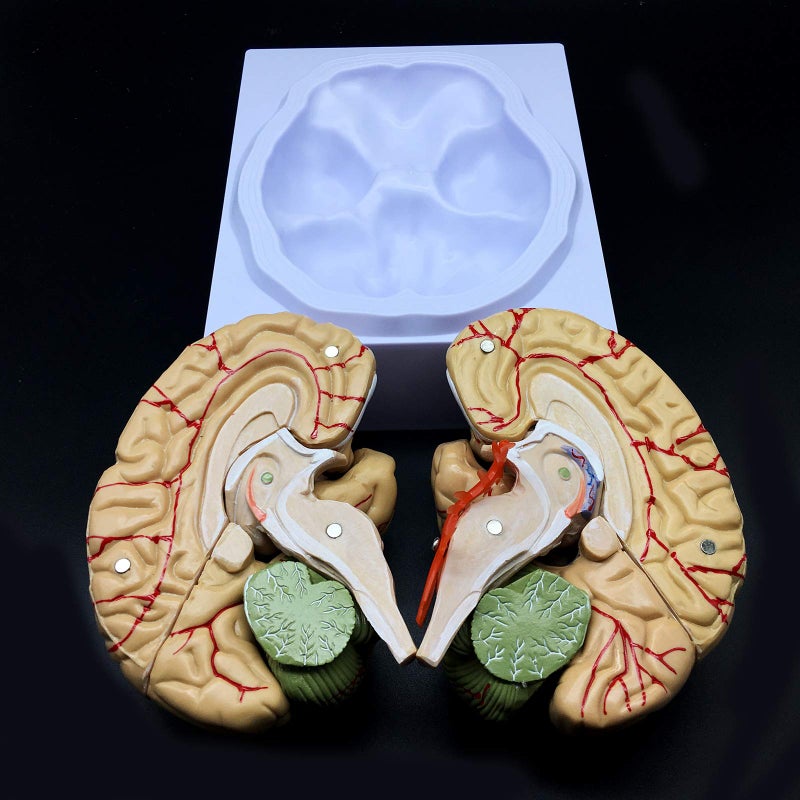 XINDAM Human Brain Model, Anatomically Accurate Brain Model Life Size Human Brain Anatomy for Science Classroom Study Display Teaching Medical Model - Image 3