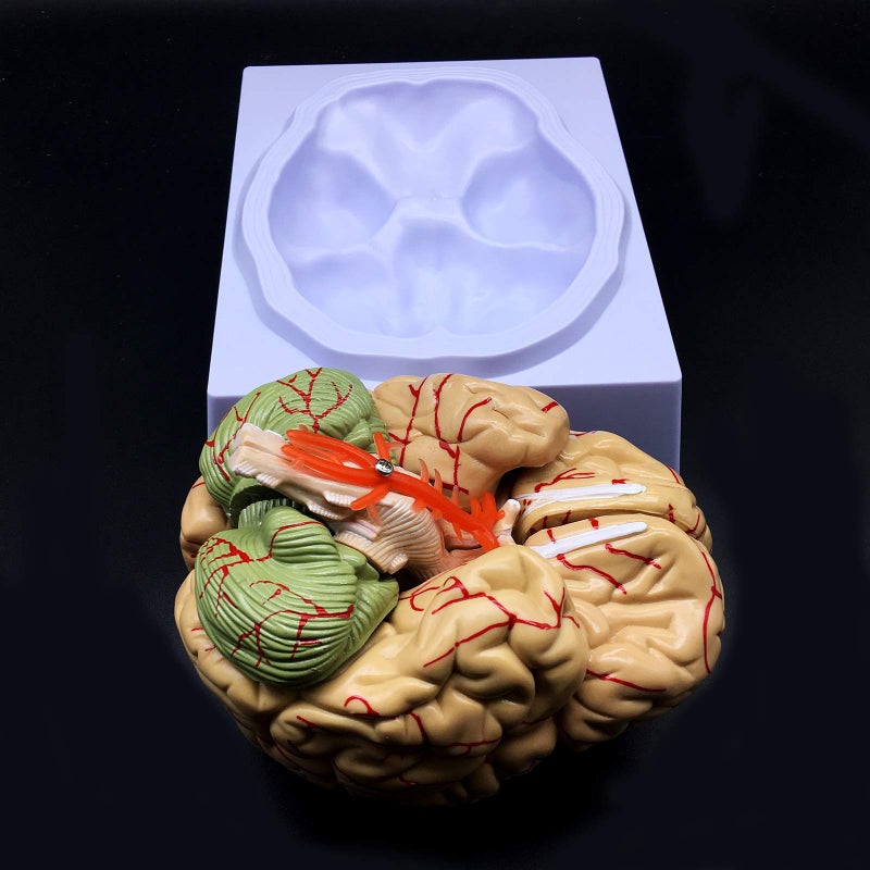 XINDAM Human Brain Model, Anatomically Accurate Brain Model Life Size Human Brain Anatomy for Science Classroom Study Display Teaching Medical Model - Image 4