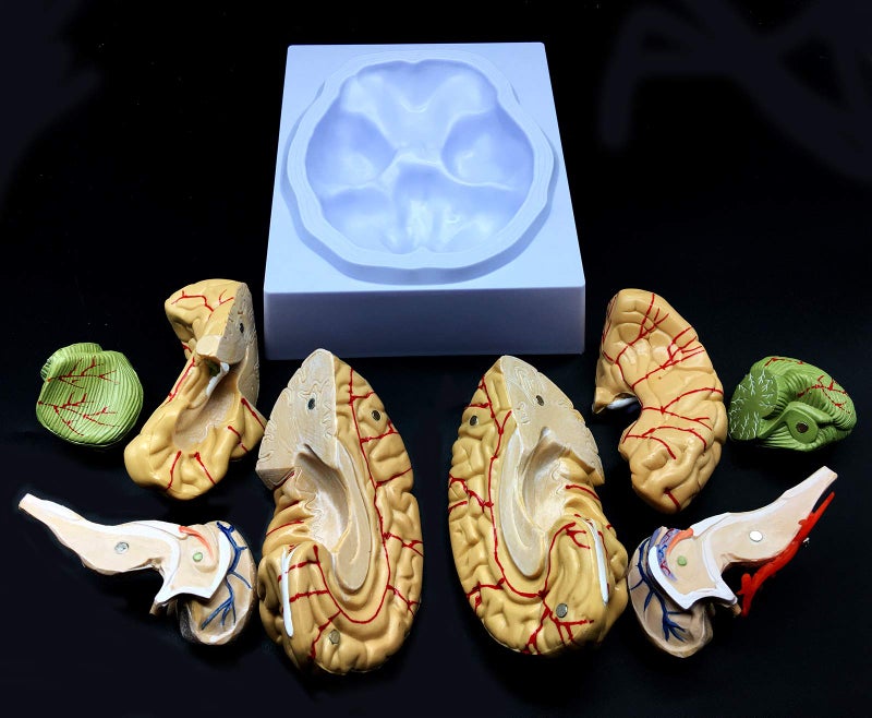 XINDAM Human Brain Model, Anatomically Accurate Brain Model Life Size Human Brain Anatomy for Science Classroom Study Display Teaching Medical Model - Image 5