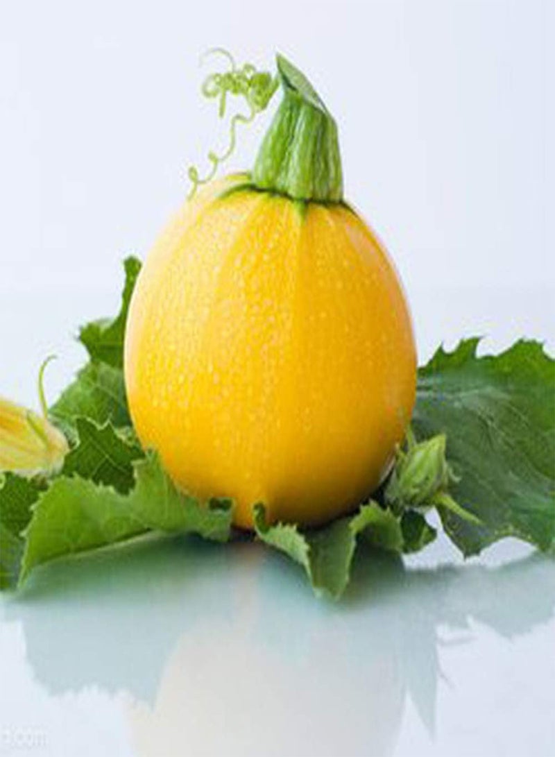 جي جوت 10 قطع بذور الكوسة الصفراء المستديرة الصيفية للحديقة في الفناء المزرعة الخارجية زراعة الدفيئة الكروم المتسلقة الزراعة الزخرفية سهلة الصيانة المنخفضة مناسبة للبستانيين المبتدئين - Image 2