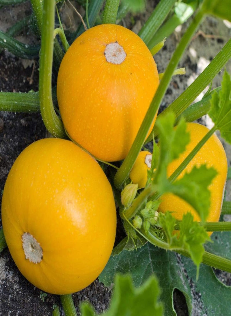 جي جوت 10 قطع بذور الكوسة الصفراء المستديرة الصيفية للحديقة في الفناء المزرعة الخارجية زراعة الدفيئة الكروم المتسلقة الزراعة الزخرفية سهلة الصيانة المنخفضة مناسبة للبستانيين المبتدئين - Image 1