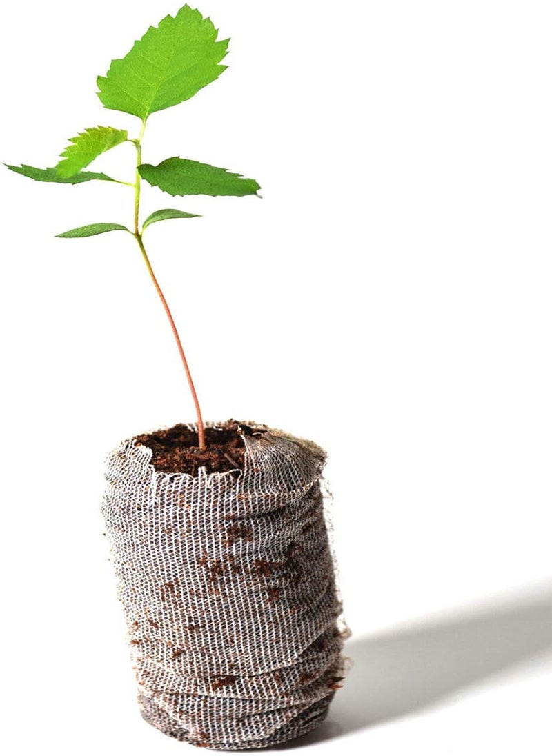 GGOOT - Germination Seeds: Single Tree: Saskatoon Serv Tree Amelanchier alnifolia  Starter: Only Seeds - Image 1