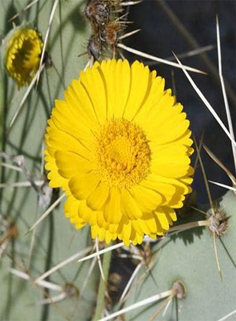 جي جوت 10 قطع من بذور زهرة القطيفة الصحراوية - Image 1