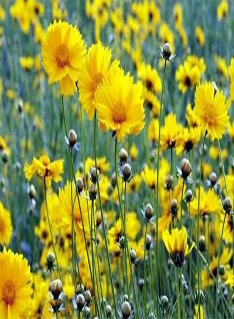 GGOOT Golden Crown - Coreopsis basalis - 300 Seeds - Yellow Flower with Maroon Centre - Image 1