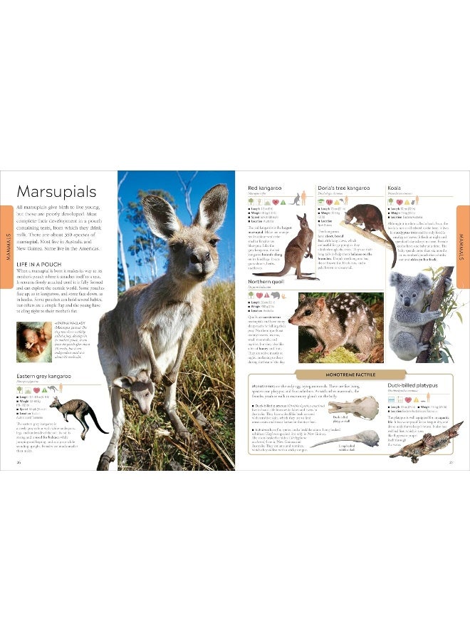 DK Animals: A Children's Encyclopedia - Image 1