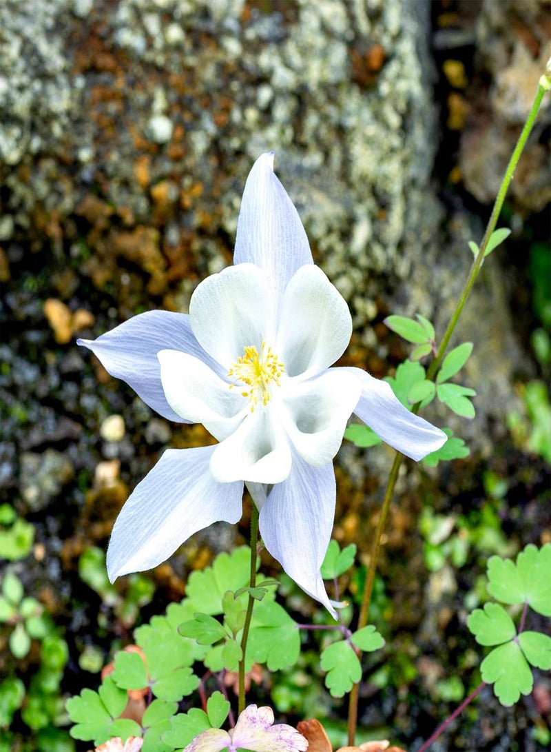 GGOOT White Crystal Star Columbine - Aquilegia Caerulea Flower Seeds, Home Garden Planting by Heavy Torch, 25 Seeds