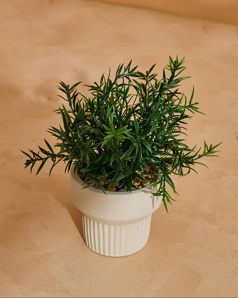 REDTAG Green Artificial Rosemary with Planter