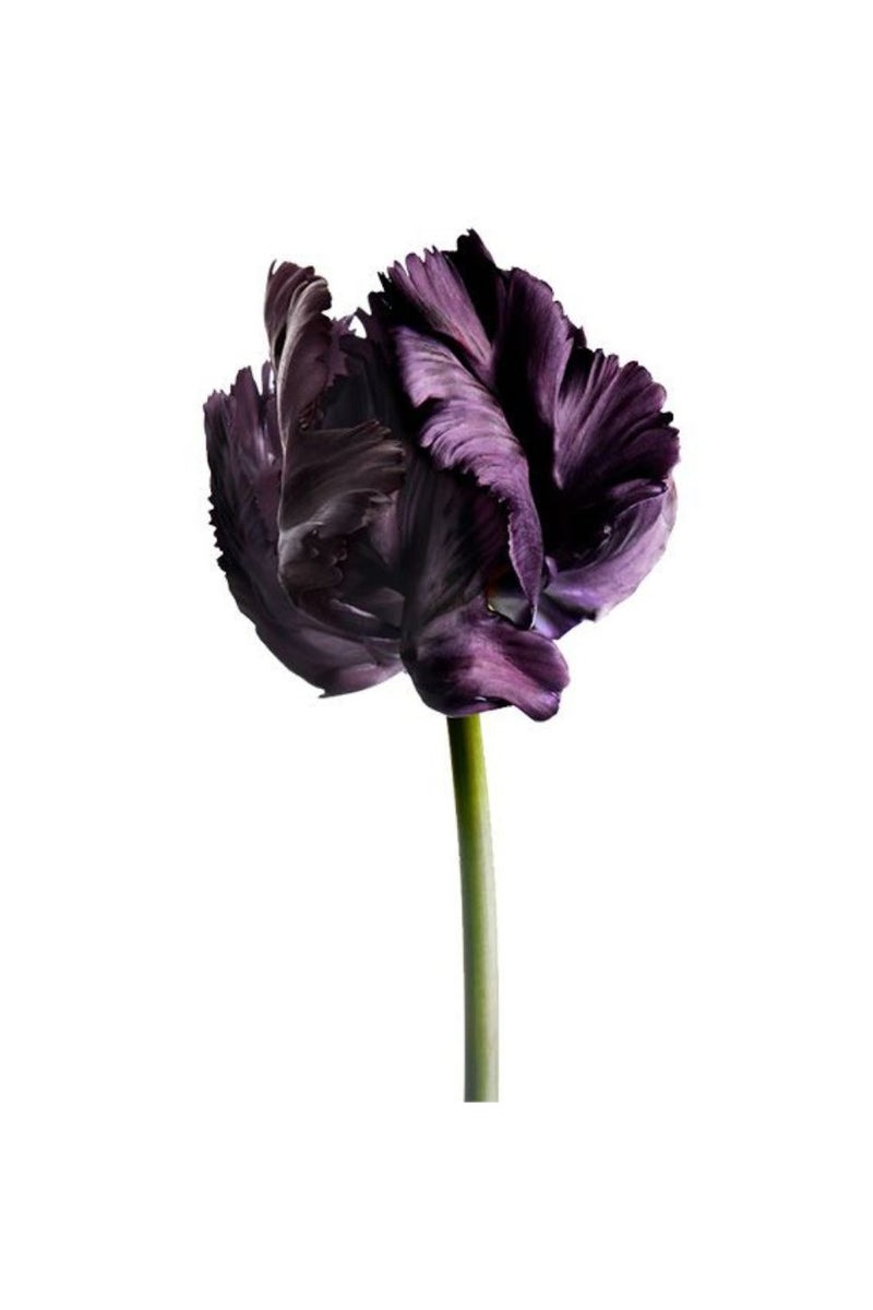 Lierac Homme Shaving Foam Hydrates, Softens and Soothes 150ml - Image 3