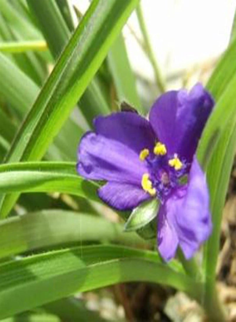 GGOOT 50Pcs/Bag Spiderwort Seeds, Productive Non-GMO Well-adapted Garden Tradescantia Ohiensis Bonsai Seedlings for Parterre - Seed - Image 4