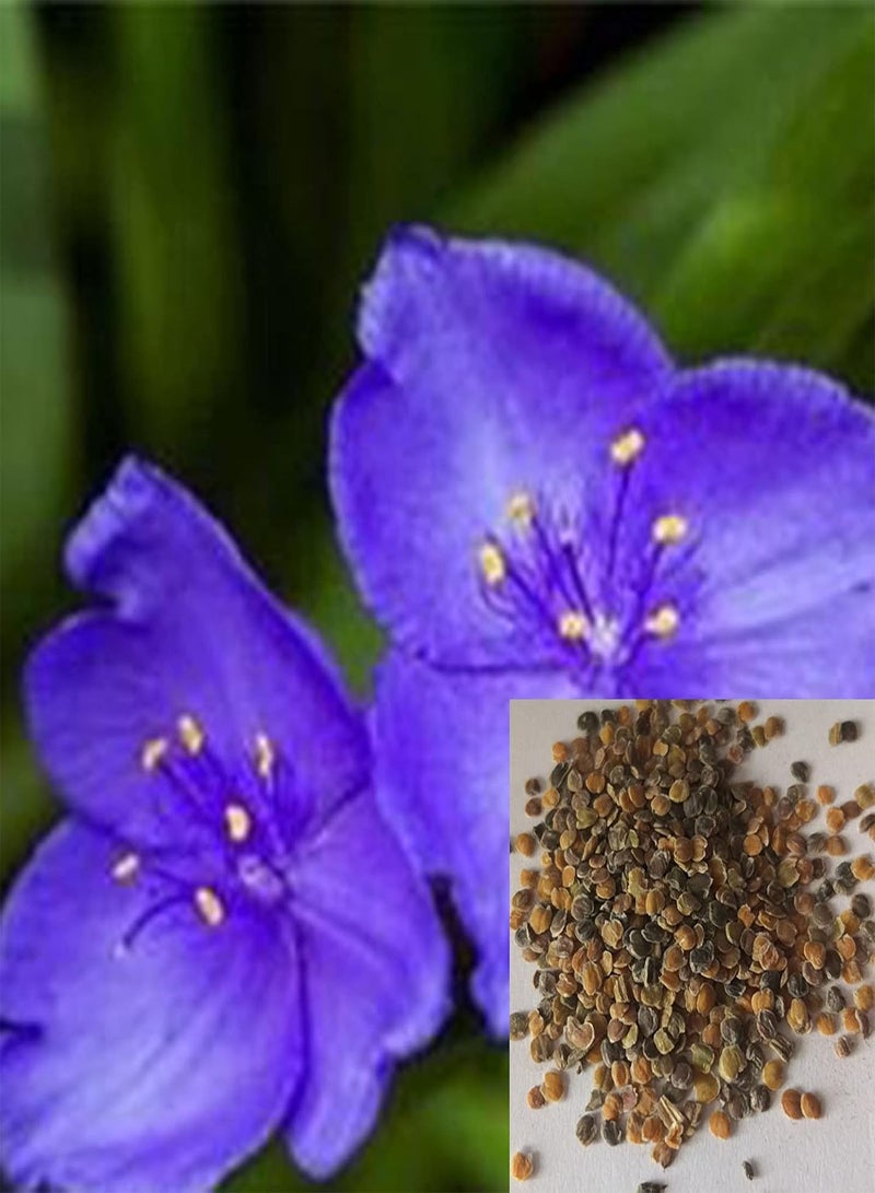 GGOOT 50Pcs/Bag Spiderwort Seeds, Productive Non-GMO Well-adapted Garden Tradescantia Ohiensis Bonsai Seedlings for Parterre - Seed - Image 1