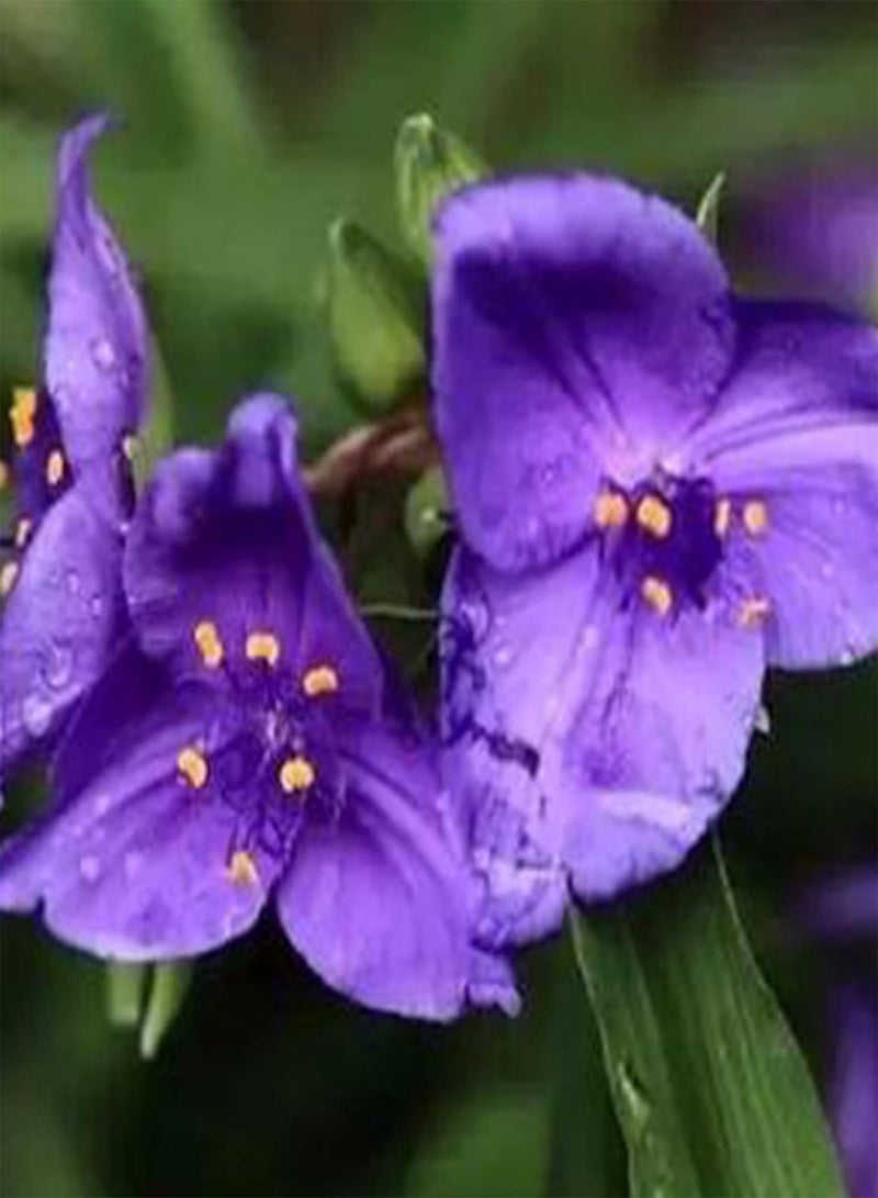 GGOOT 50Pcs/Bag Spiderwort Seeds, Productive Non-GMO Well-adapted Garden Tradescantia Ohiensis Bonsai Seedlings for Parterre - Seed - Image 2