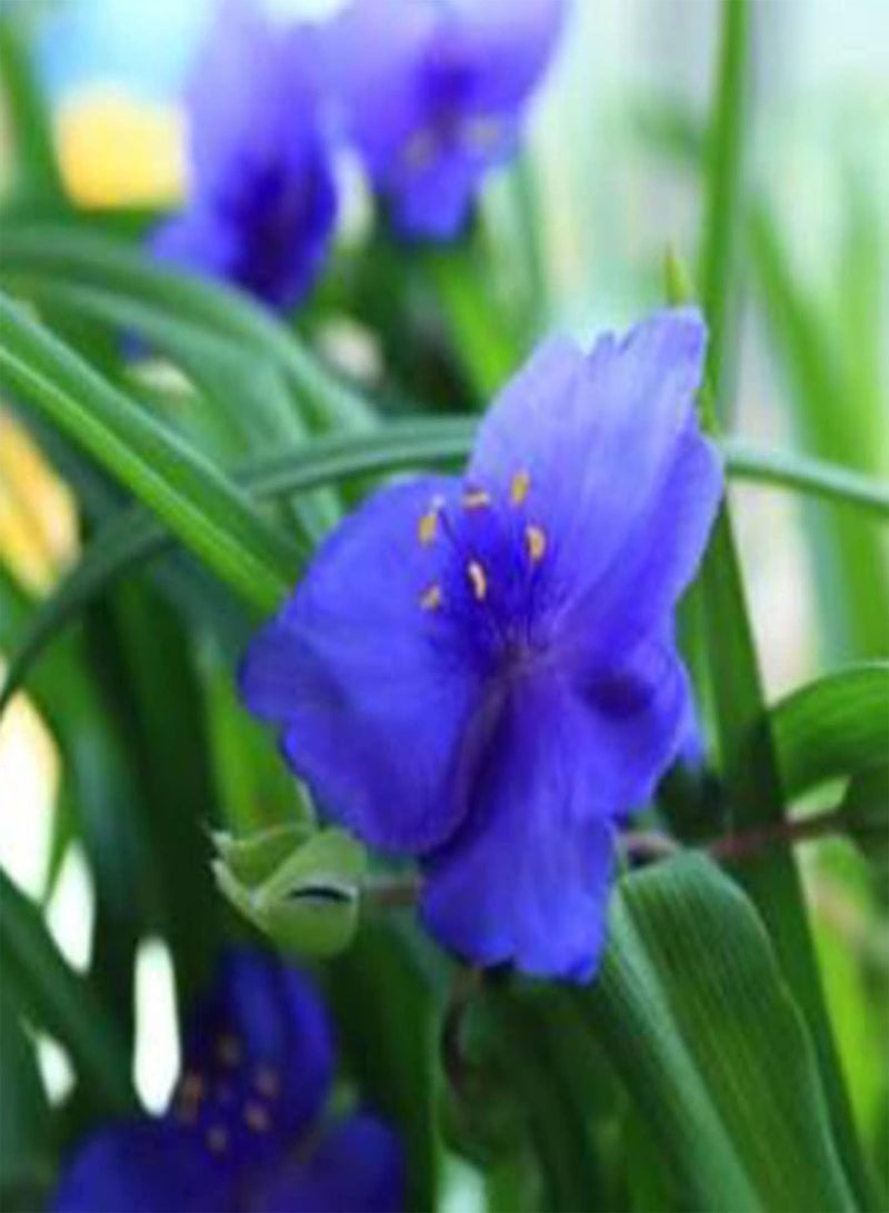 GGOOT 50Pcs/Bag Spiderwort Seeds, Productive Non-GMO Well-adapted Garden Tradescantia Ohiensis Bonsai Seedlings for Parterre - Seed - Image 3