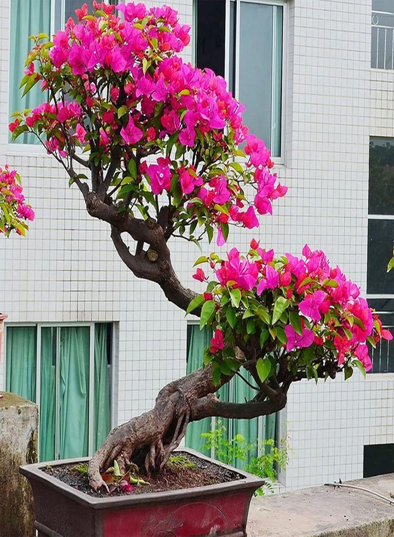 GGOOT Bougainvillea Seeds 100Pcs/Bag Bougainvillea Seeds Neutral Climbing Medium Sun Georgic Seeds for Yard Pink - Image 4