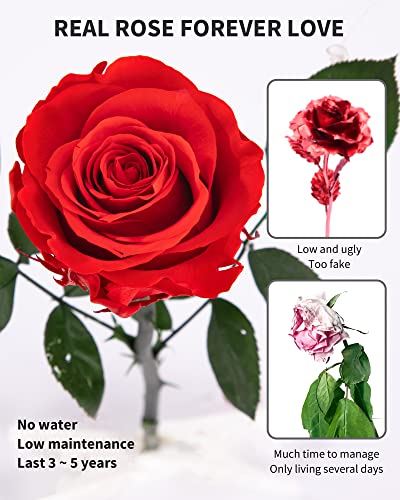 SofLiv Flowers for Delivery Prime, Preserved Roses Flower Gifts for Women, Real Roses Single Rose Gifts for Her, Mom Birthday Gifts from Daughter, Valentines Flowers Red Roses - Image 3
