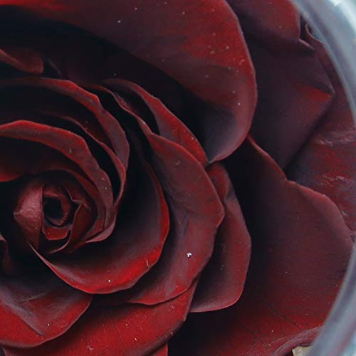 roliys Preserved Real Roses with Colorful Mood Light Wishing Bottle,Eternal Rose，Never Withered Flowers,for Bedroom Party Table Decor, Anniversary,Valentine's,Mother's Day,a Gifts for Women (Burgundy) - Image 4