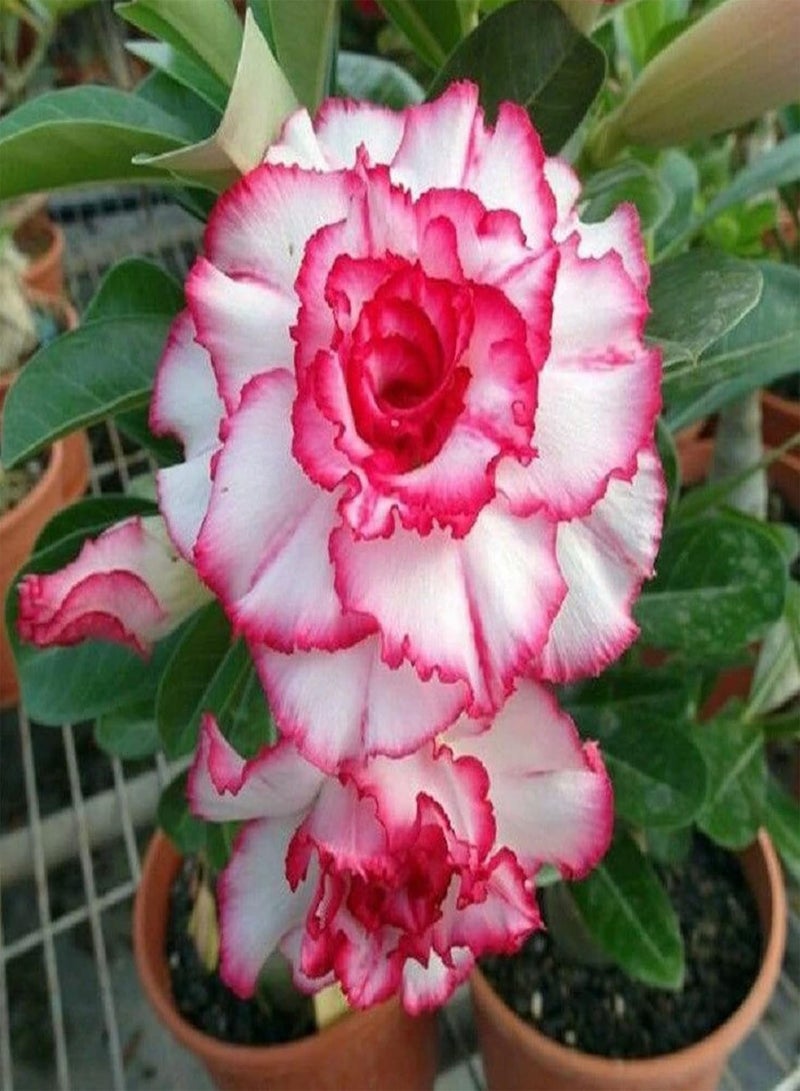 GGOOT Big Bag of Desert Rose Seeds Garden Kit | Mixed Colors Natural Garden Balcony Bonsai Seedlings Seeds 1size - Image 1