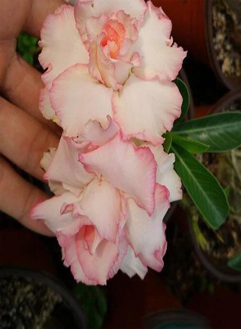 GGOOT Big Bag of Desert Rose Seeds Garden Kit | Mixed Colors Natural Garden Balcony Bonsai Seedlings Seeds 1size - Image 3